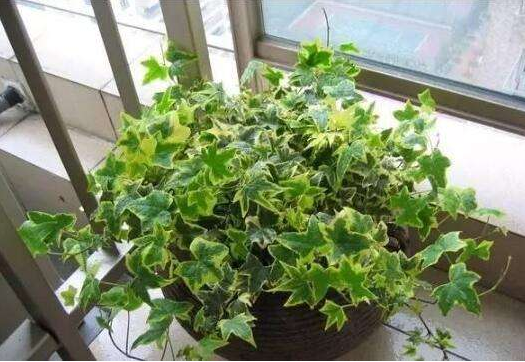 绿植真的能除甲醛吗？植物除甲醛的真相
